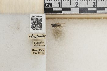 Media type: image;   Entomology 770825 Aspect: Labels